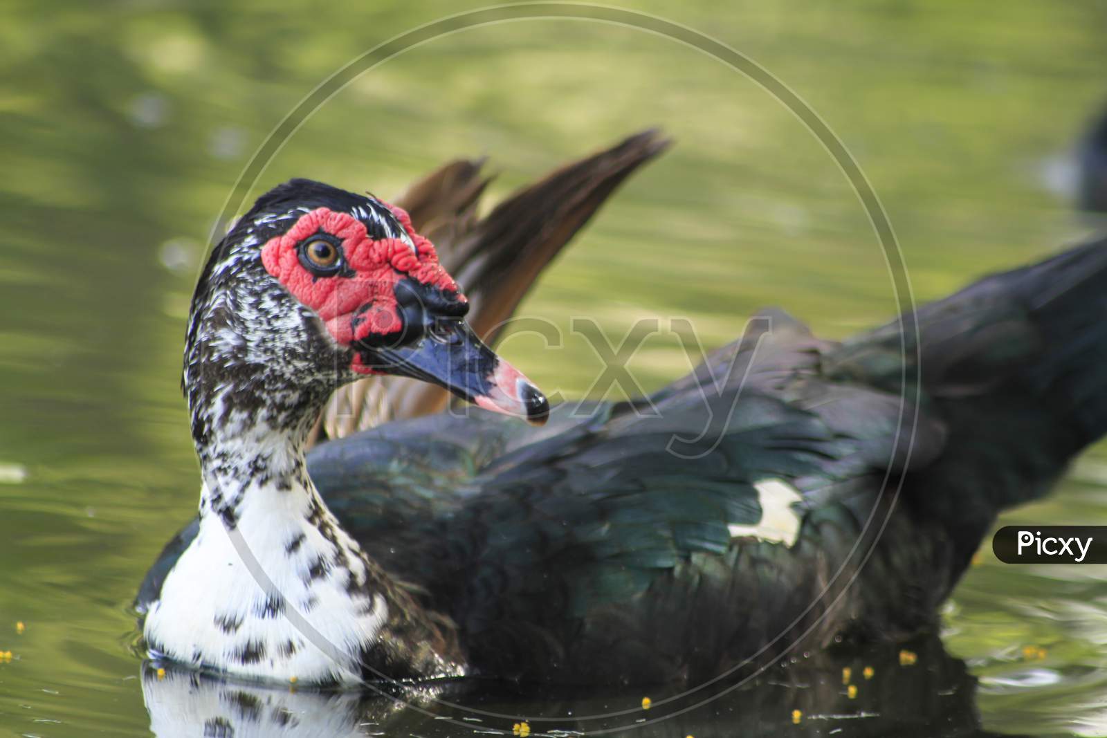 Close Up Portrait Of A Muscovy Duck Bowing For The Camera.Blur Photo
