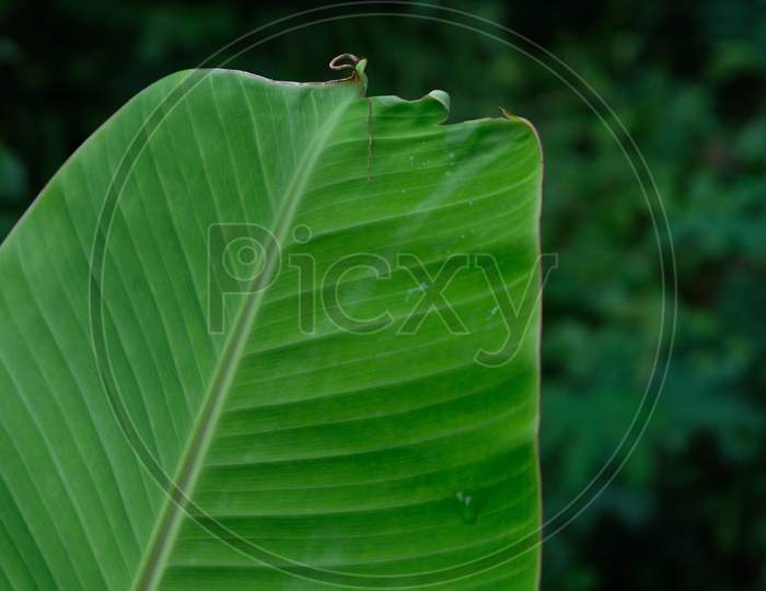 View of the tip of banana leaf