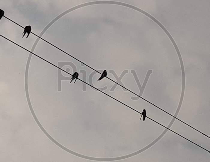 Birds sitting on electric cable in evening sunlight