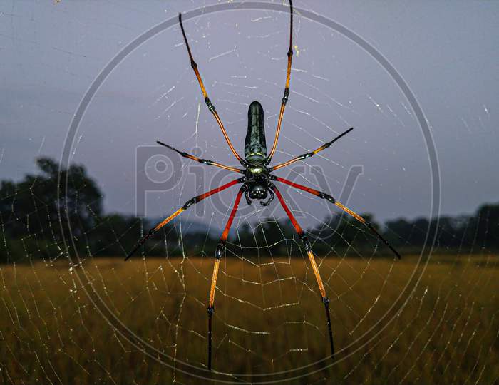 A larger red legged spider.