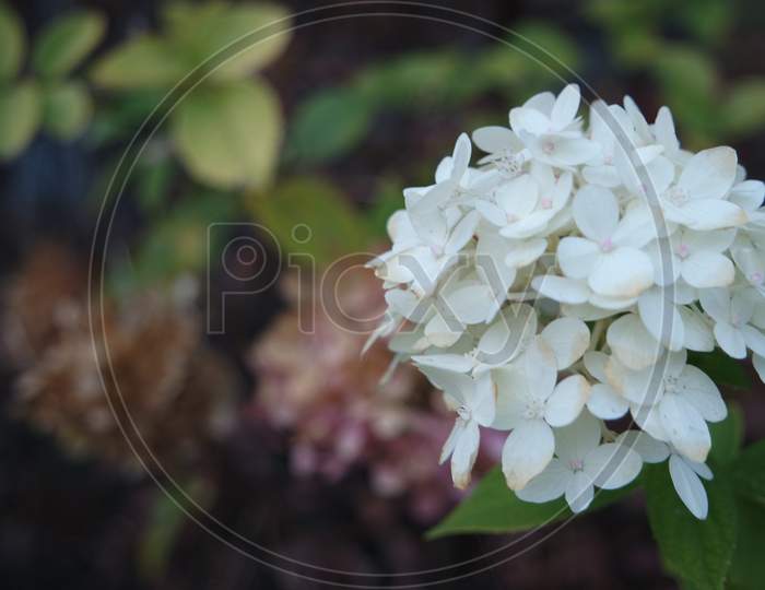 White Hydrangea Flower With Green Leaves In The Background