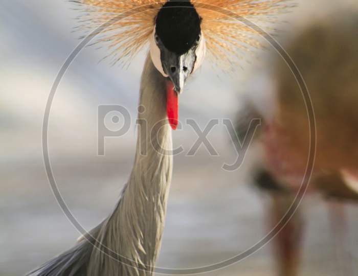 National Bird Of Uganda Gray Crowned Crane , Close Up Of Head And Neck. Blur Background Photo