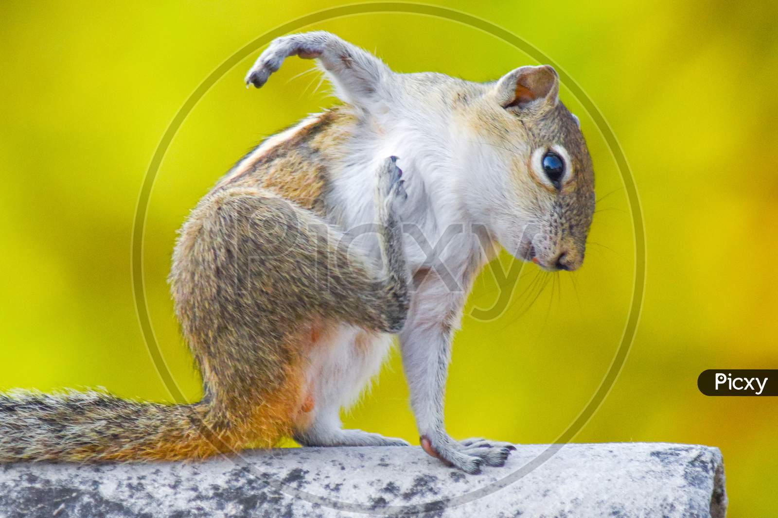 Squirrel Ready for fight
