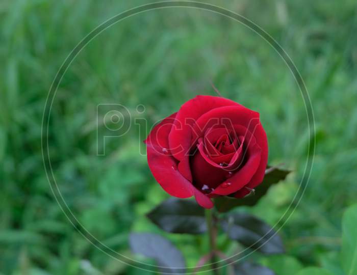 Red rose flower in a lawn.