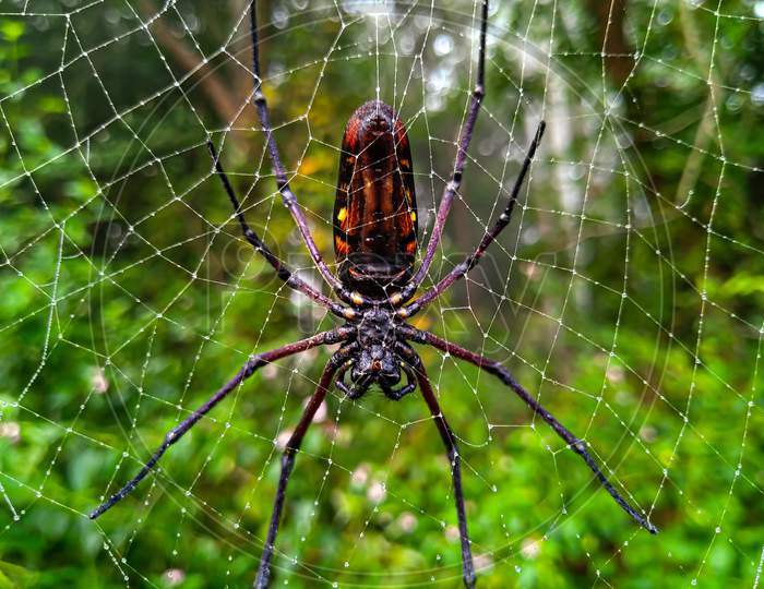 A large spider.