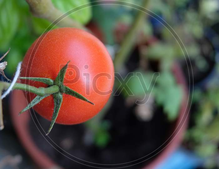 Picture of ripe tomato in a pot
