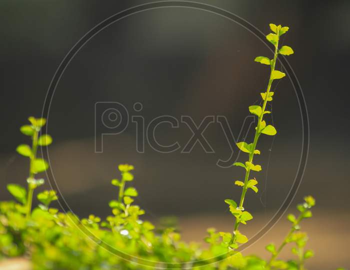 On Tree Branches In Tropical Forest.Blur Background Photo