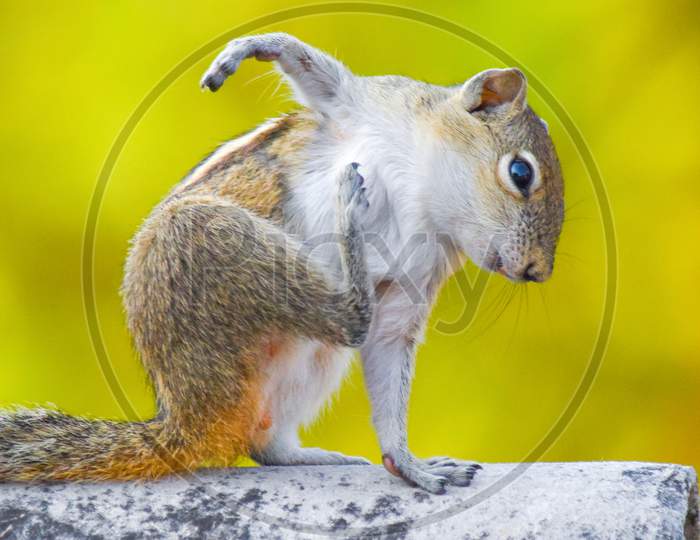 Squirrel Ready for fight
