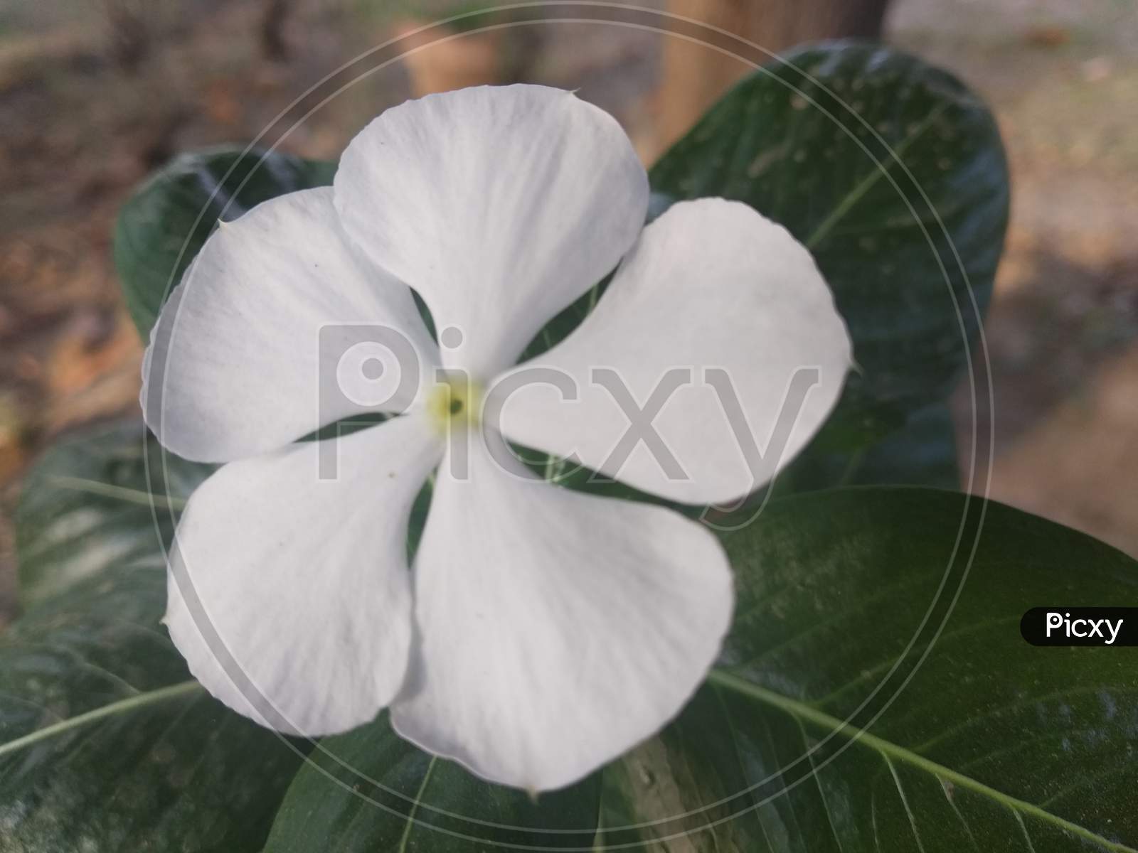 White flower plant beautiful