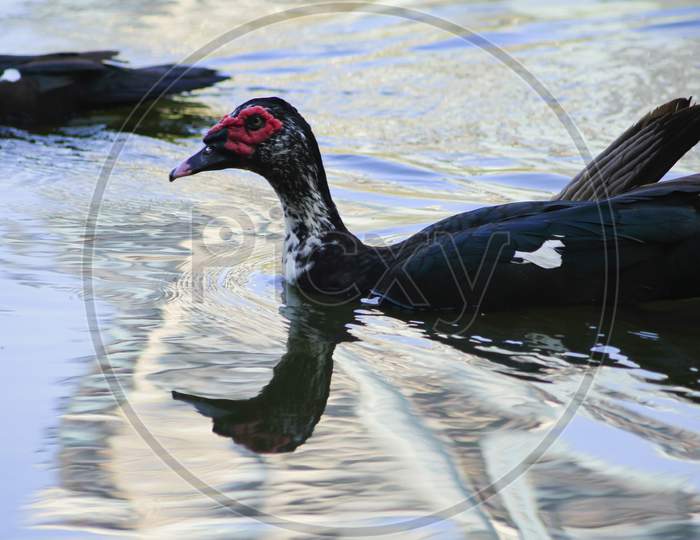 Close Up Portrait Of A Muscovy Duck Bowing For The Camera.Blur Photo