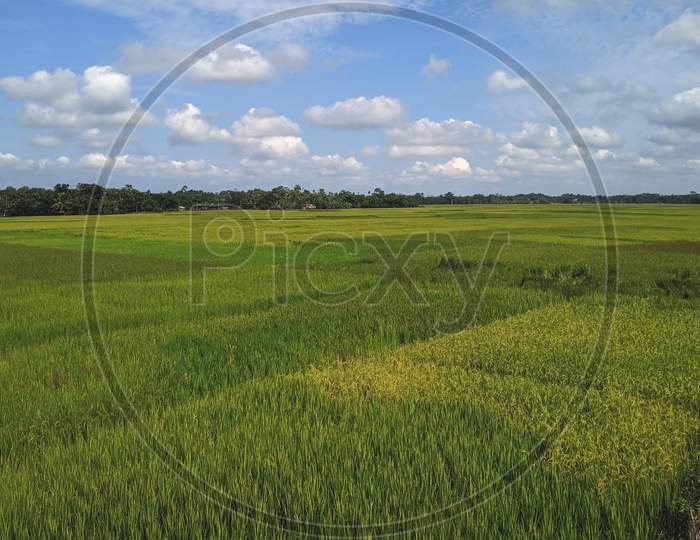 Paddy field of Assam during autumn