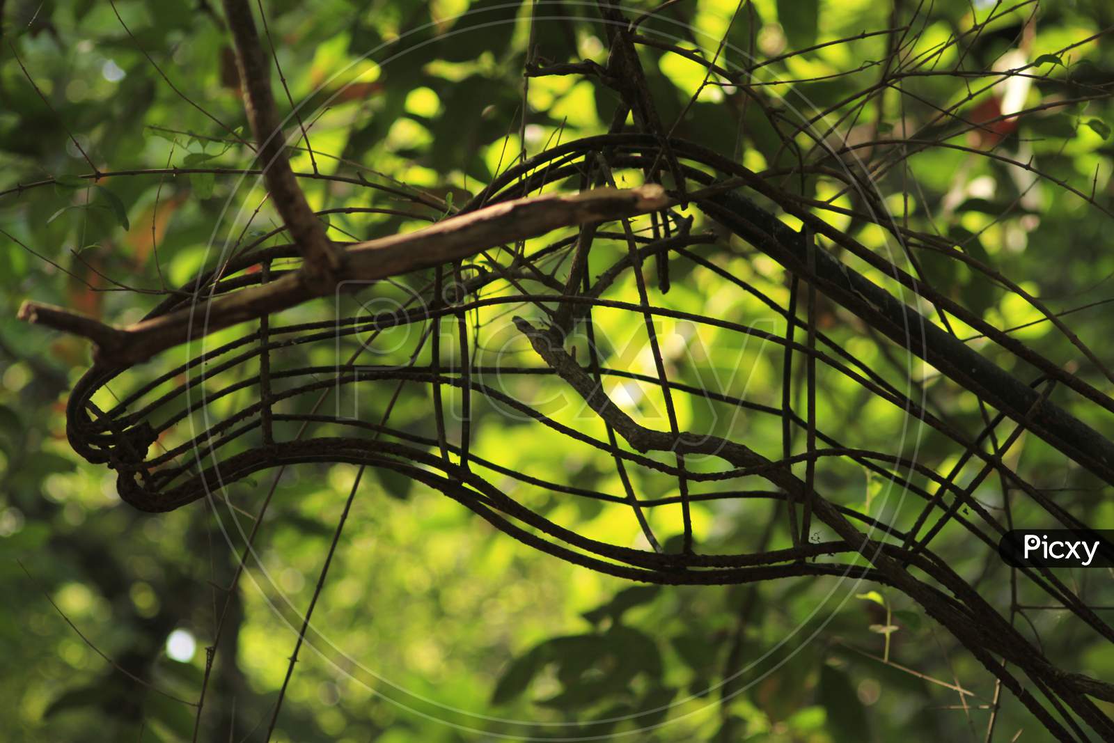Tree Branches In Tropical Forest.Blur Background Photo