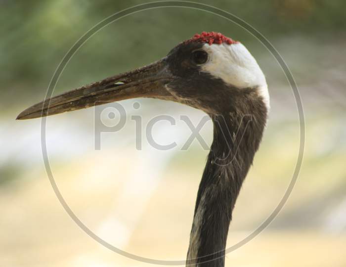 Close Up Head Shot Of A Common Crane (Grus Grus) In The Wild.Blur Background Photo