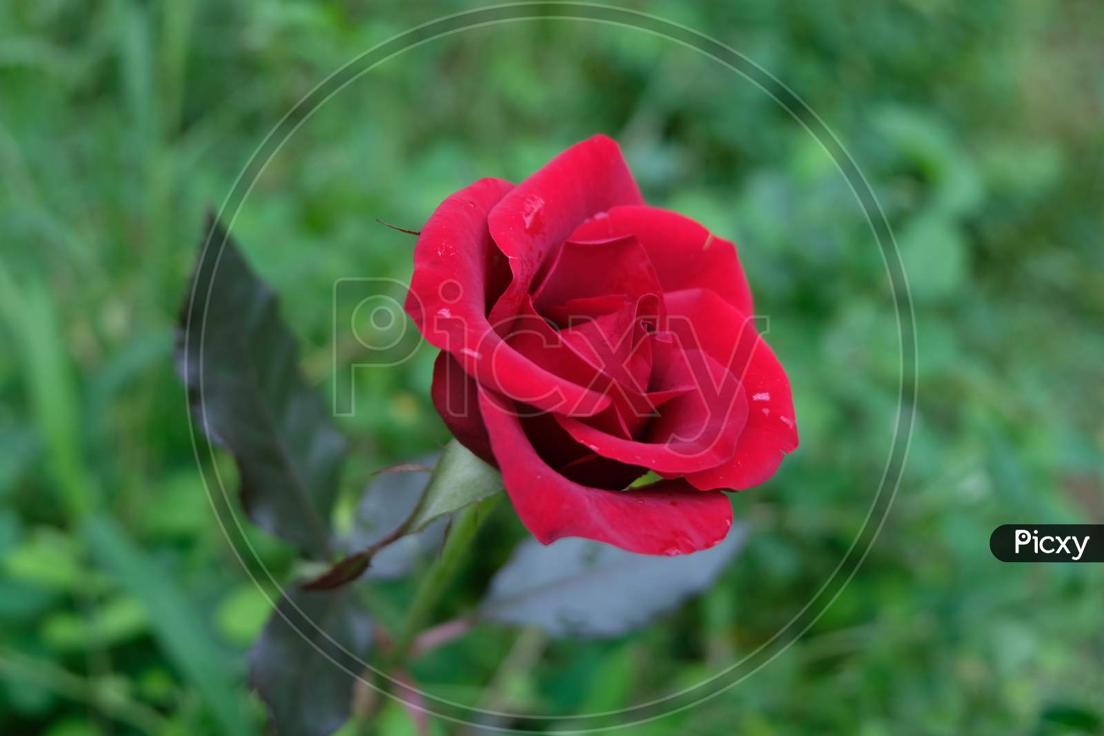 Side view of the red rose with leaves in the background