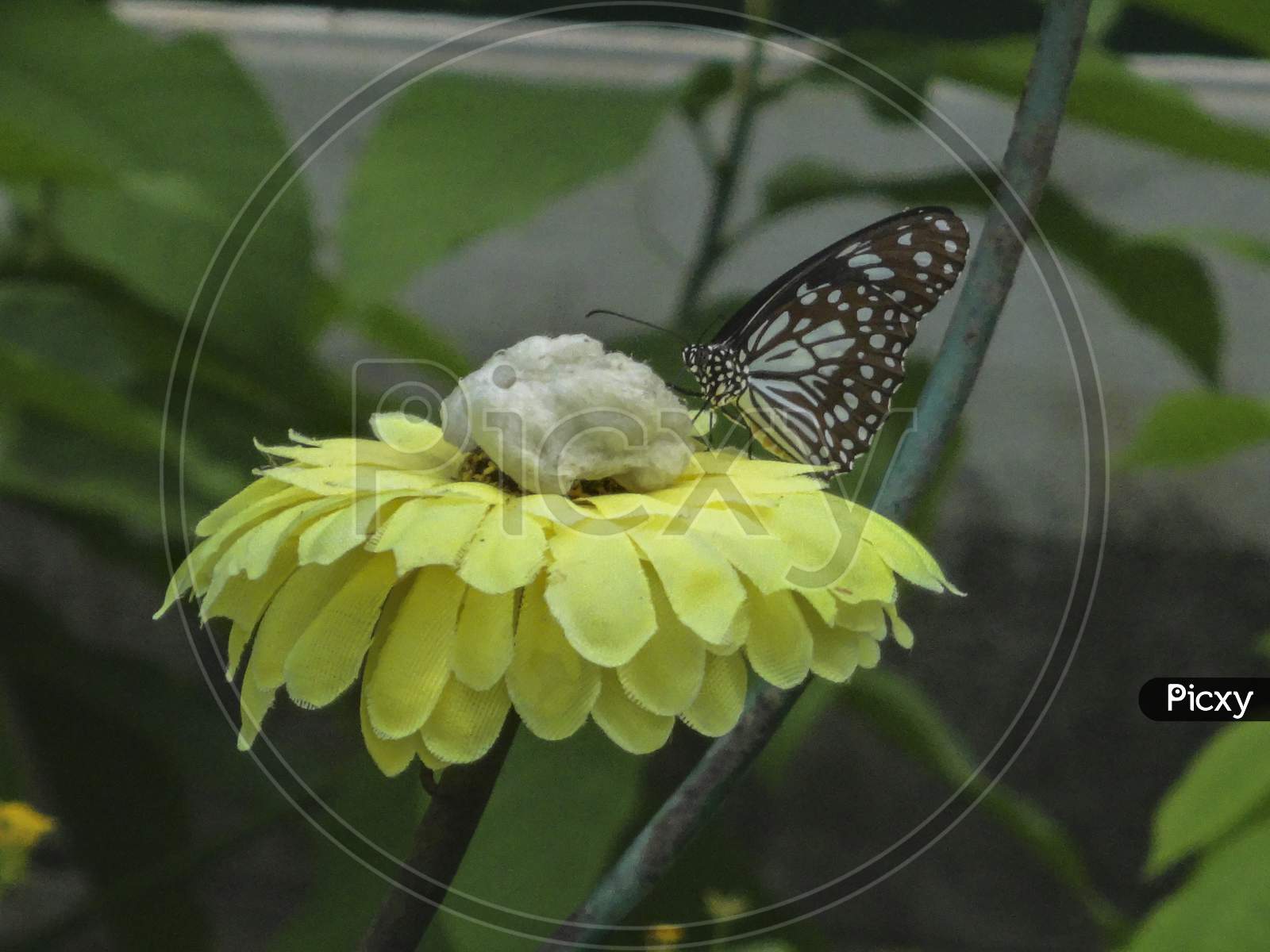 Butterfly feeding on artificial nectar on yellow flower