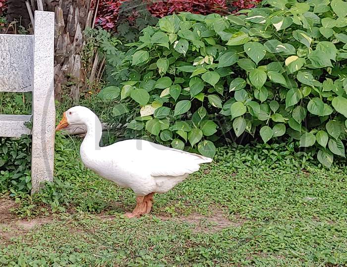 Mobile photography, Lone Duck , Ujwala Park, Karimnagar