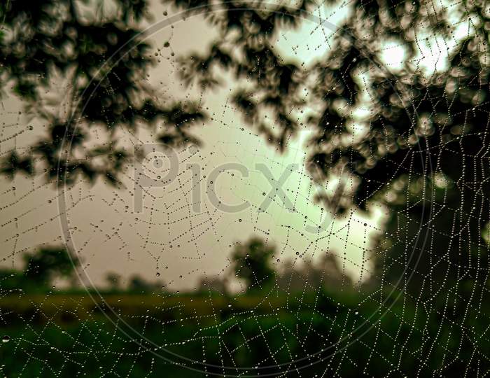 Raindrops on a spider web.