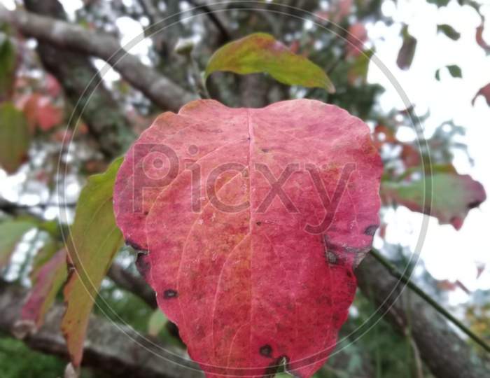 Autumn Single Red Leaf
