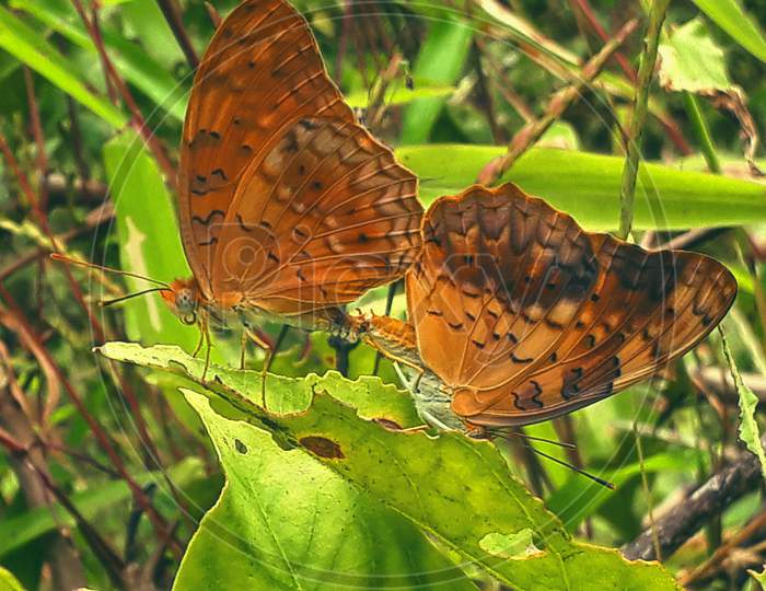 Mating bUtTeRfLy
