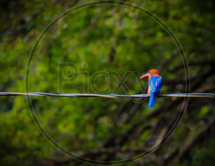 Photo Of A Kingfisher Taken Beautifully Sitting On A Wire