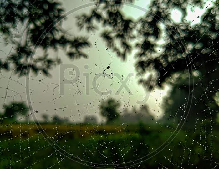 Water droplets on a large spider web.