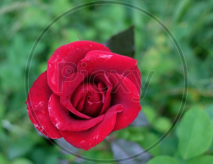 Red rose flower with leaves