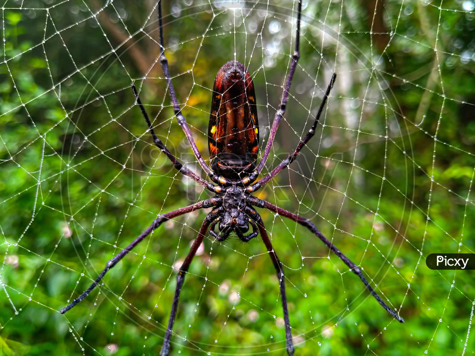 A large spider.