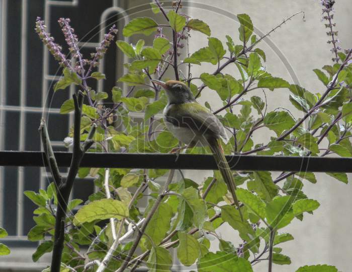 Sparrow on window