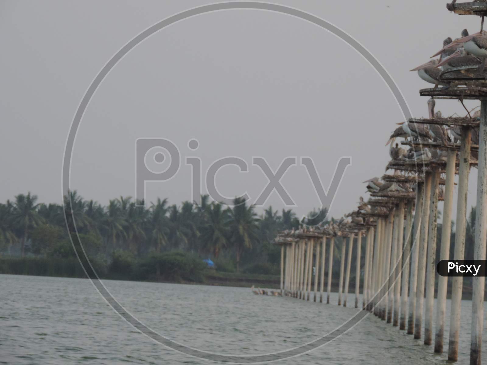 Image of Bird Sancutary at Atapaka, kolleru lake, andhra pradesh ...