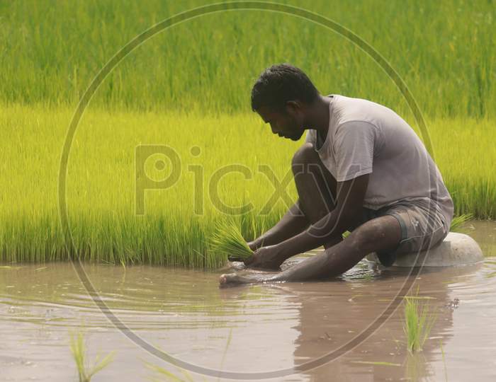 A man plucking paddy