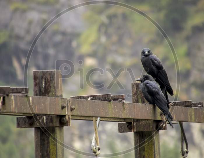 A pair of crows sitting on an electric pole.