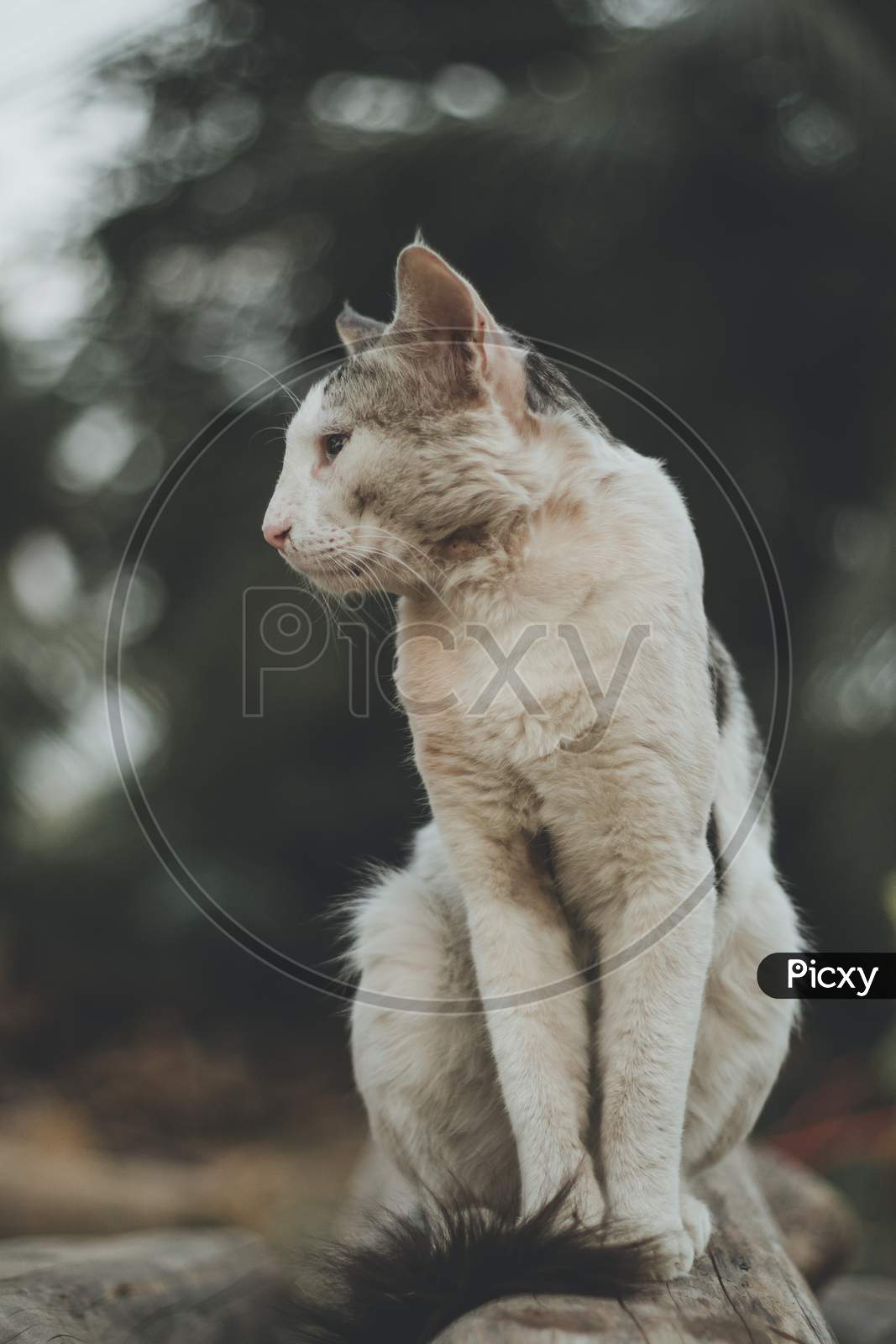 Fluffy Big Size Male Or Female Cyprus Cat In The Farm Near The Dense Forest. Pet Relax. Domestic Concept.