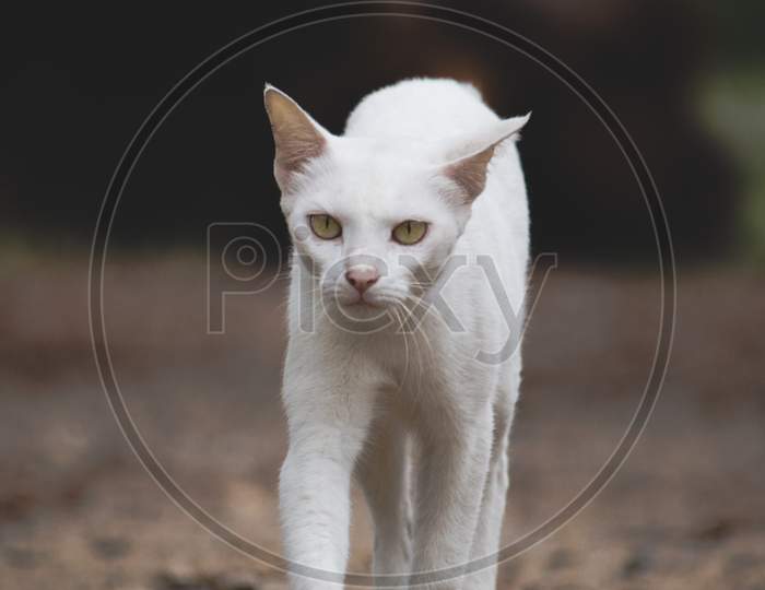 Female Cyprus Cat In The Farm
