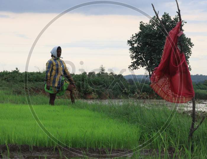 Women in paddy fields