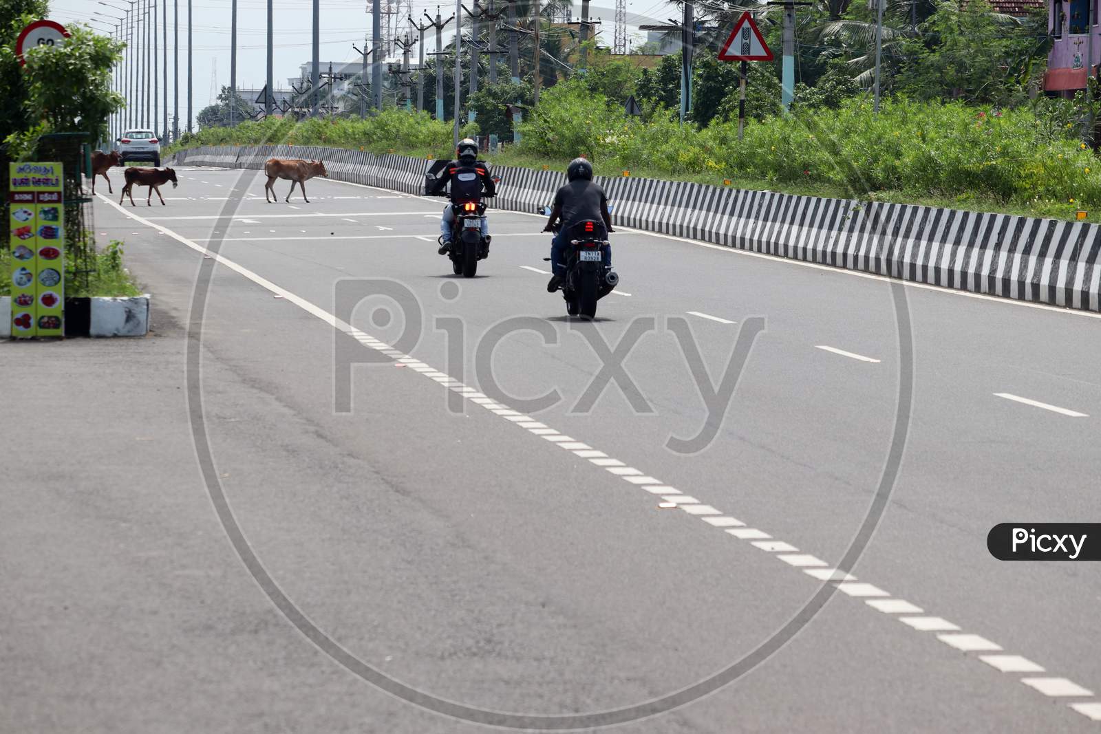 A Herd Of Cow Cattle Crossing The Road On National Highways