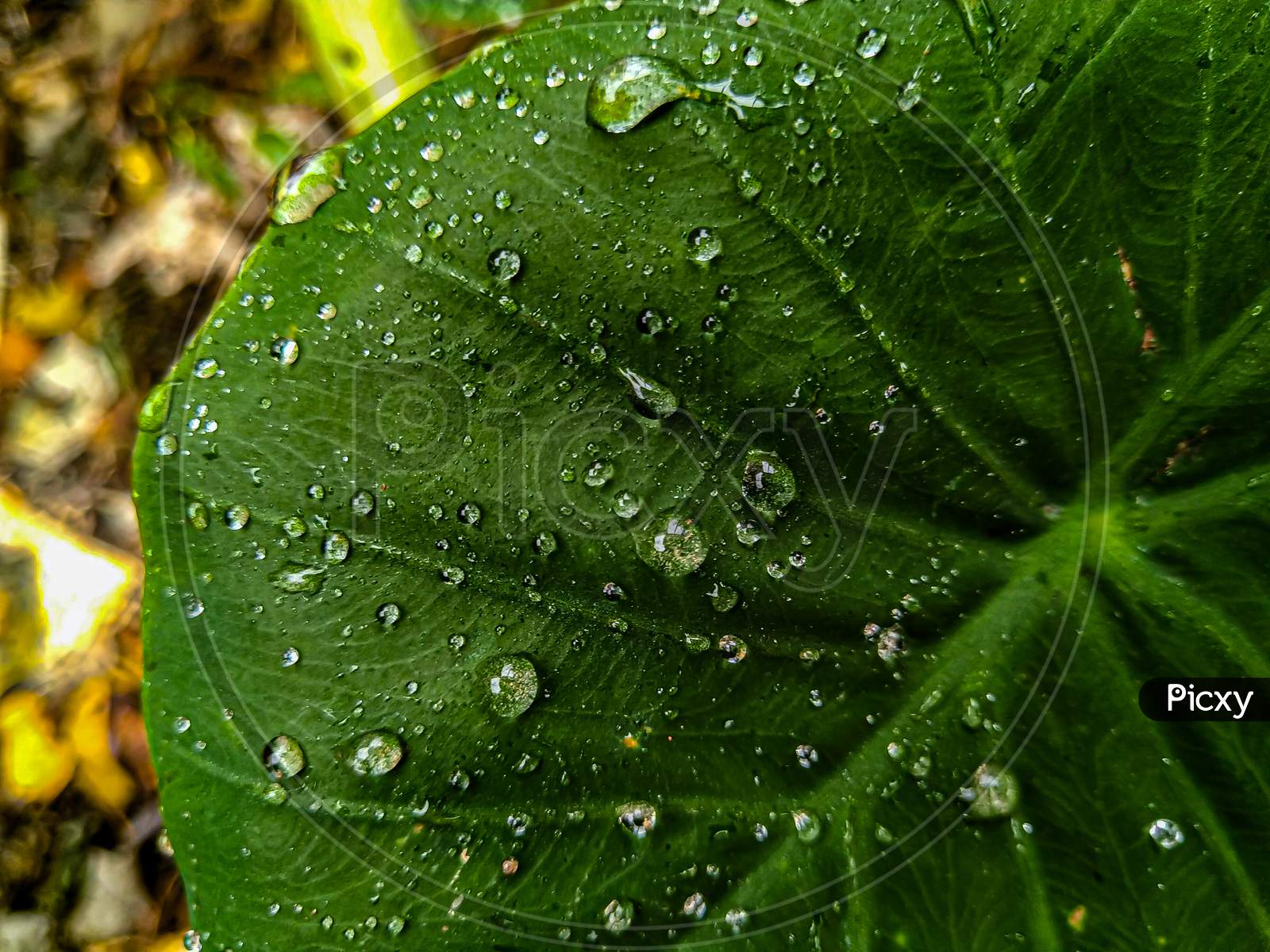 Water droplets on a green taro leaf.