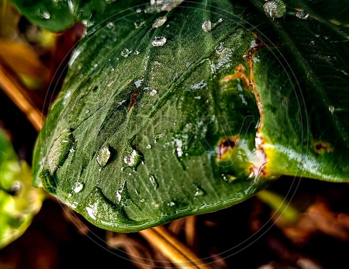 Water drops on a green taro leaf.