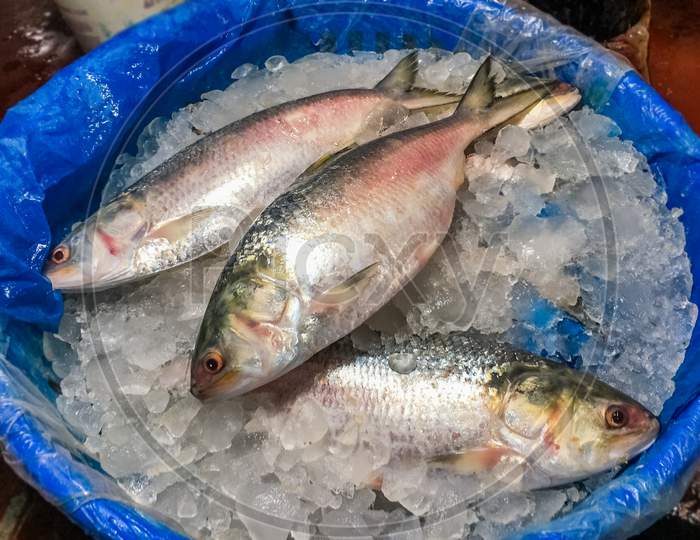 Tasty frozen hilsha fish in ice in fish market