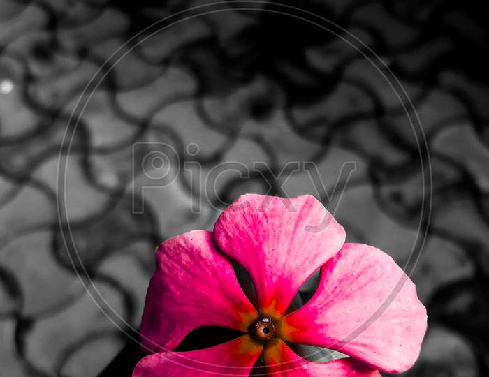 Pink flower photography