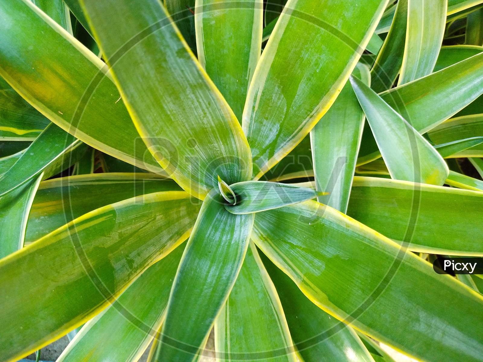 Green plant leaf