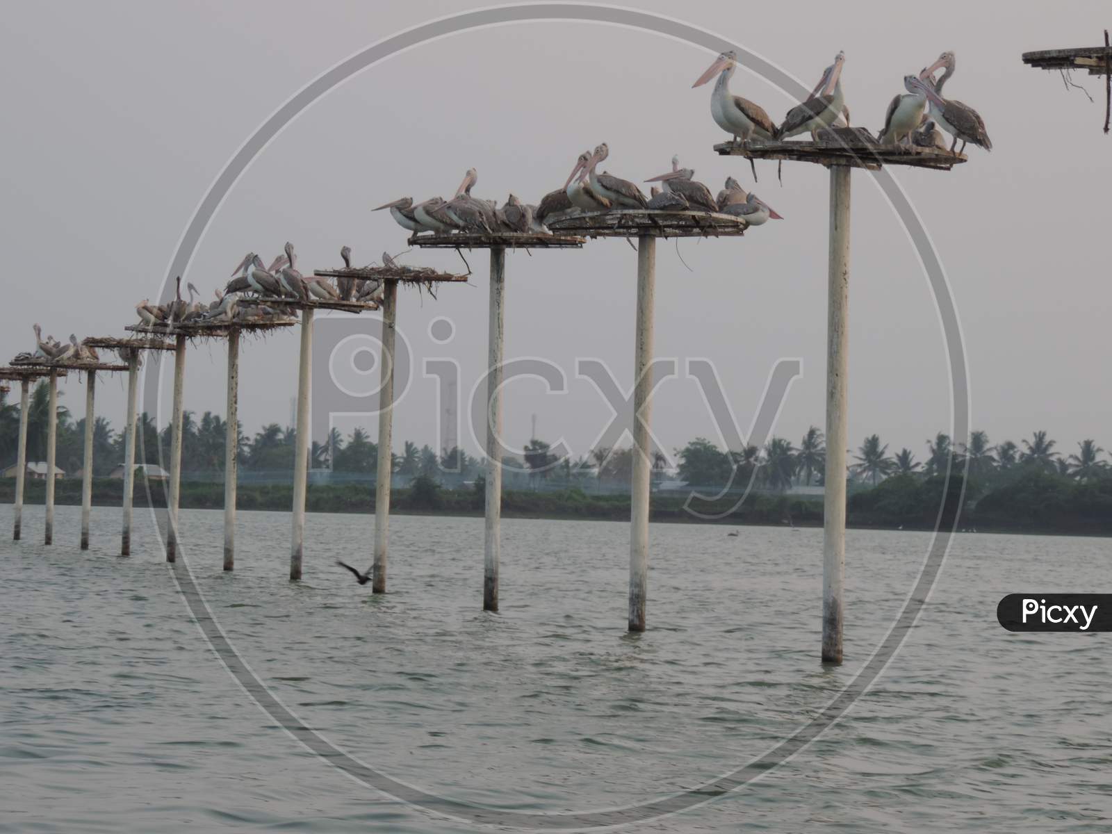 Image of Bird Sancutary at Atapaka, kolleru lake, andhra pradesh ...