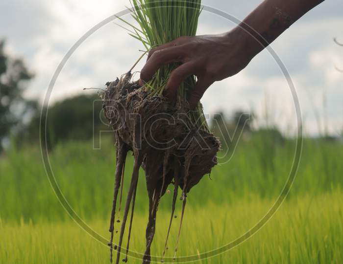 Man showing paddy after plucking