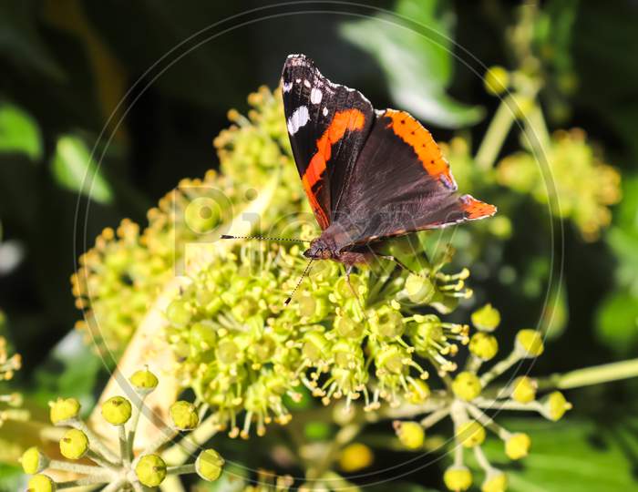 Red Admiral Butterfly. Vanessa Atalanta Sitting On A Blooming Ivy.
