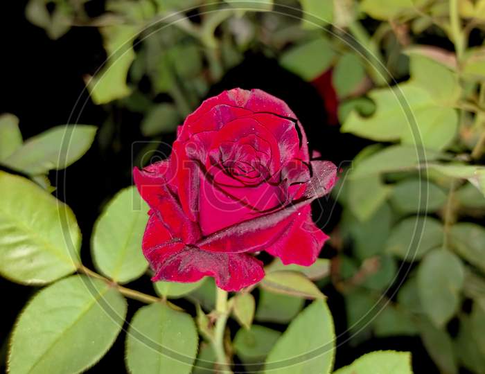 Black Red rose