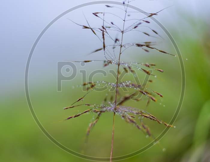 Droplets on plant