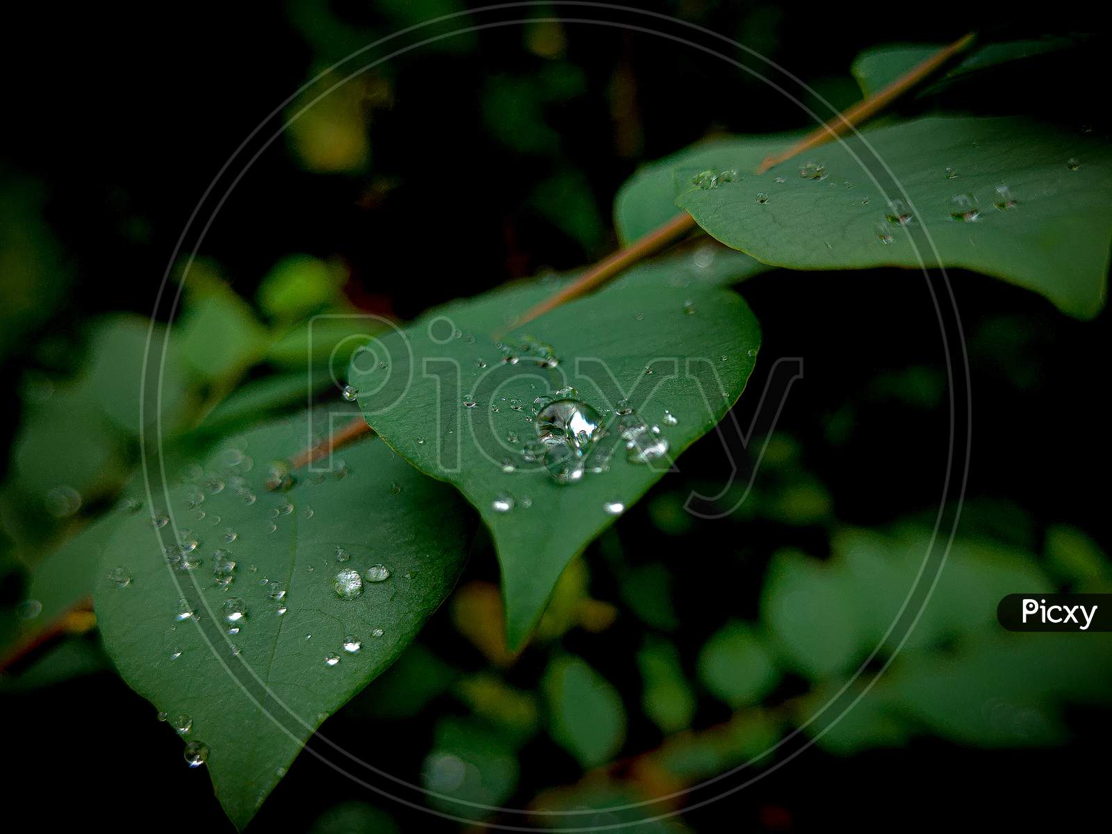 Droplets On leaf