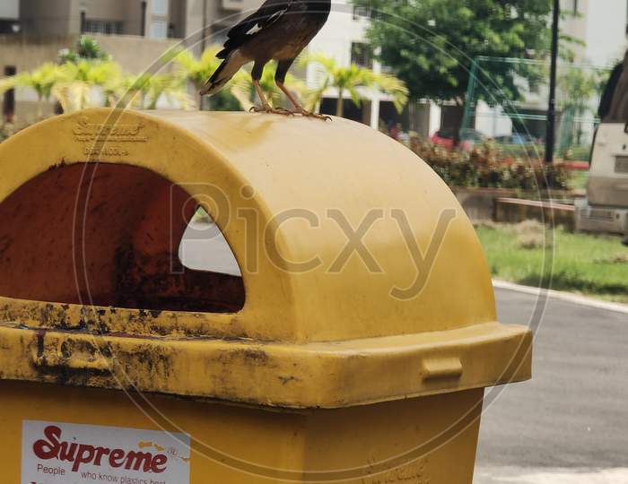 Bird on dustbin