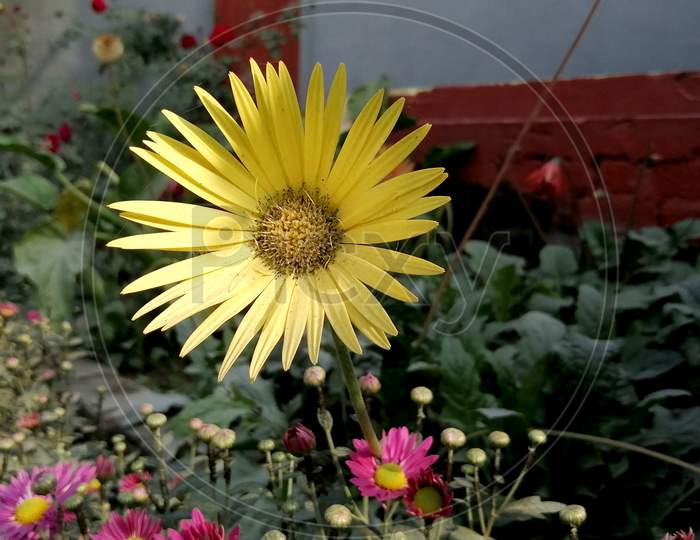 Daisy yellow flower