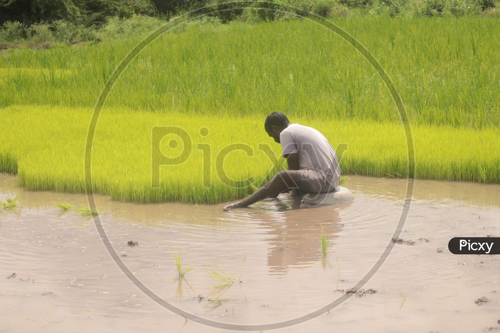 Farmer Working in fields