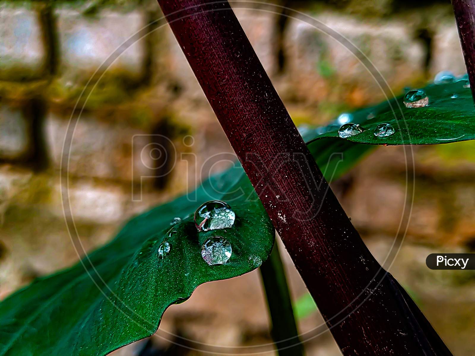 Water drops on taro plant.